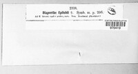 Diaporthe epilobii image